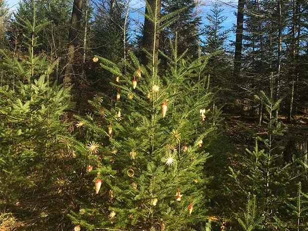 Weihnachtsbaum im Wald