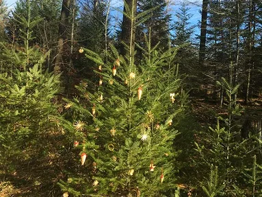 Weihnachtsbaum im Wald
